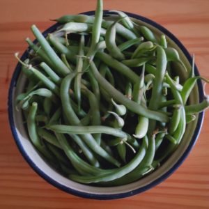 Organic Green Beans from the Garden Route